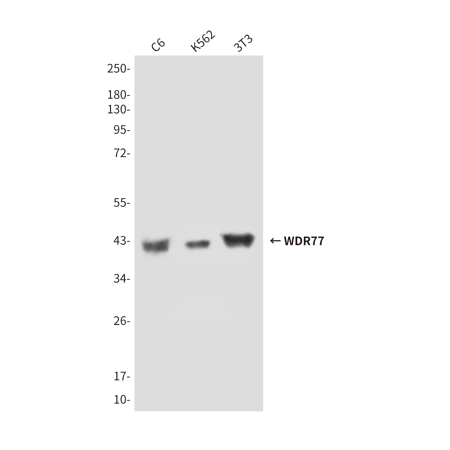 Mouse Monoclonal Antibody to WDR77