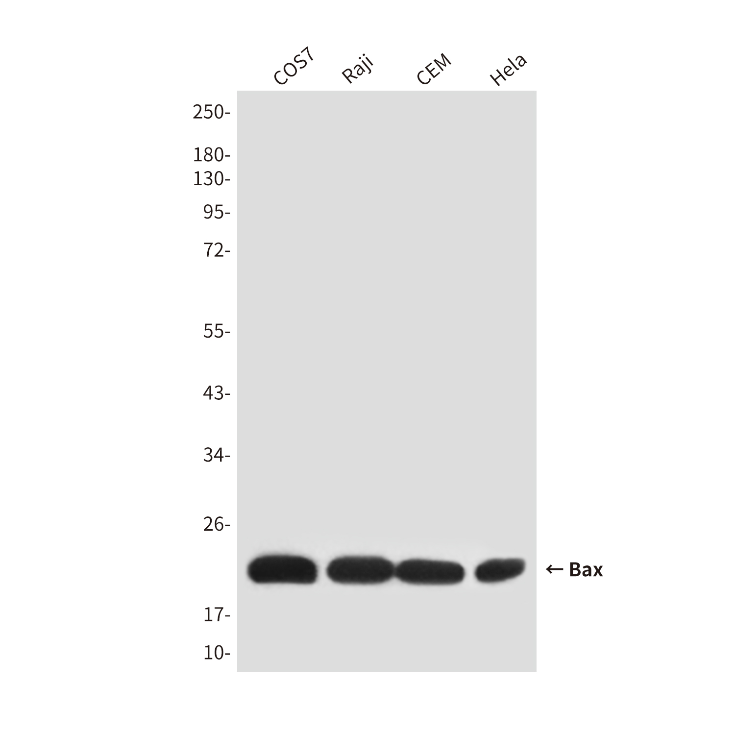 Mouse Monoclonal Antibody to Bax