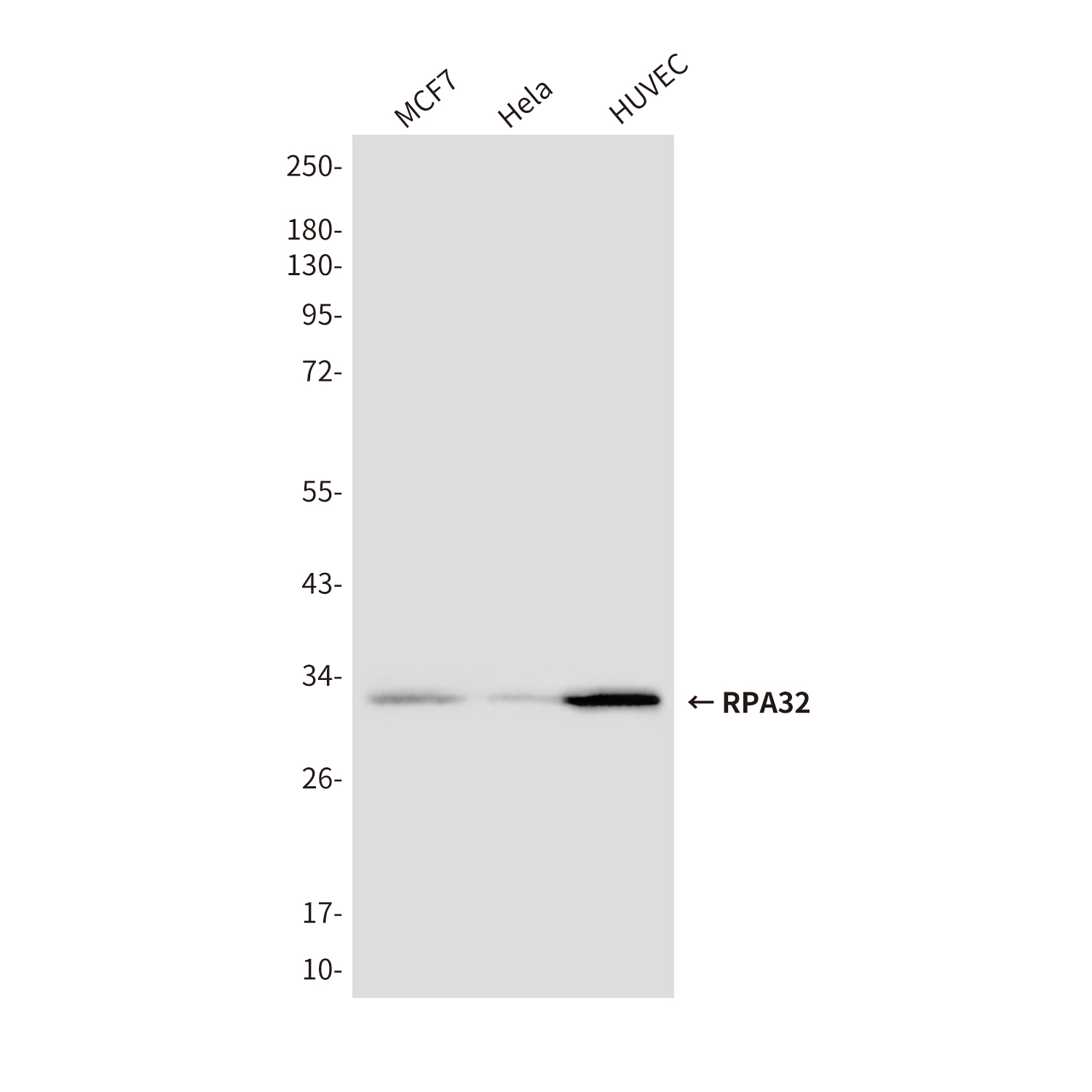 Mouse Monoclonal Antibody to RPA32