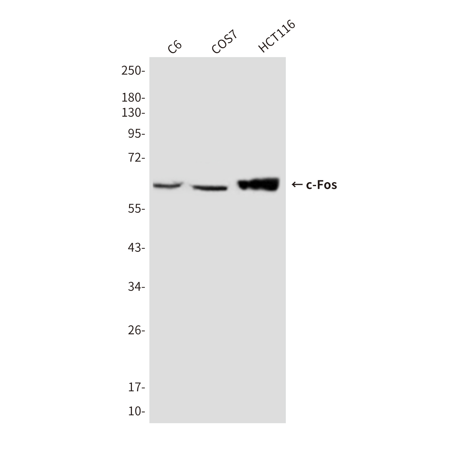 Mouse Monoclonal Antibody to c-Fos