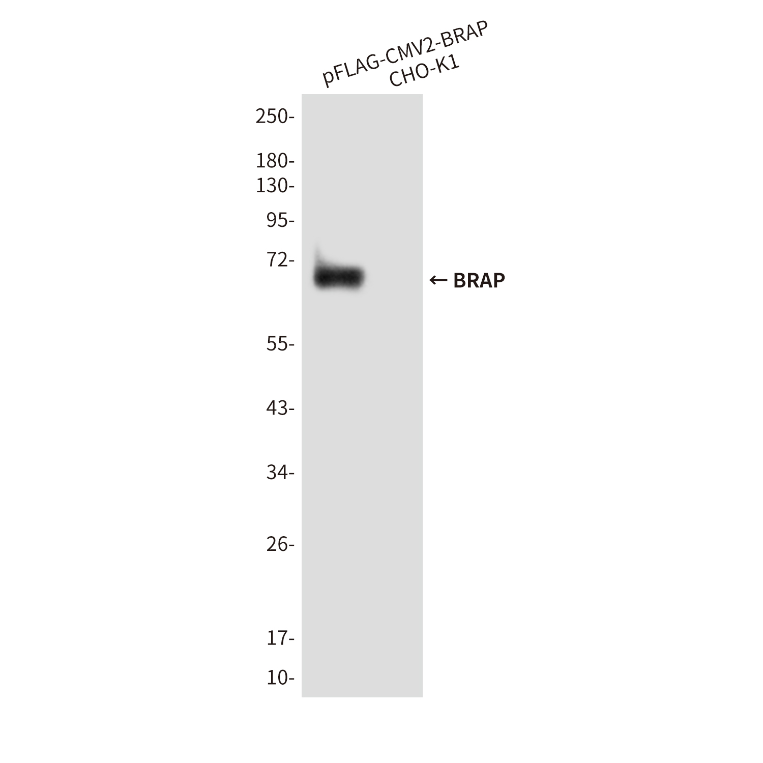Mouse Monoclonal Antibody to BRAP