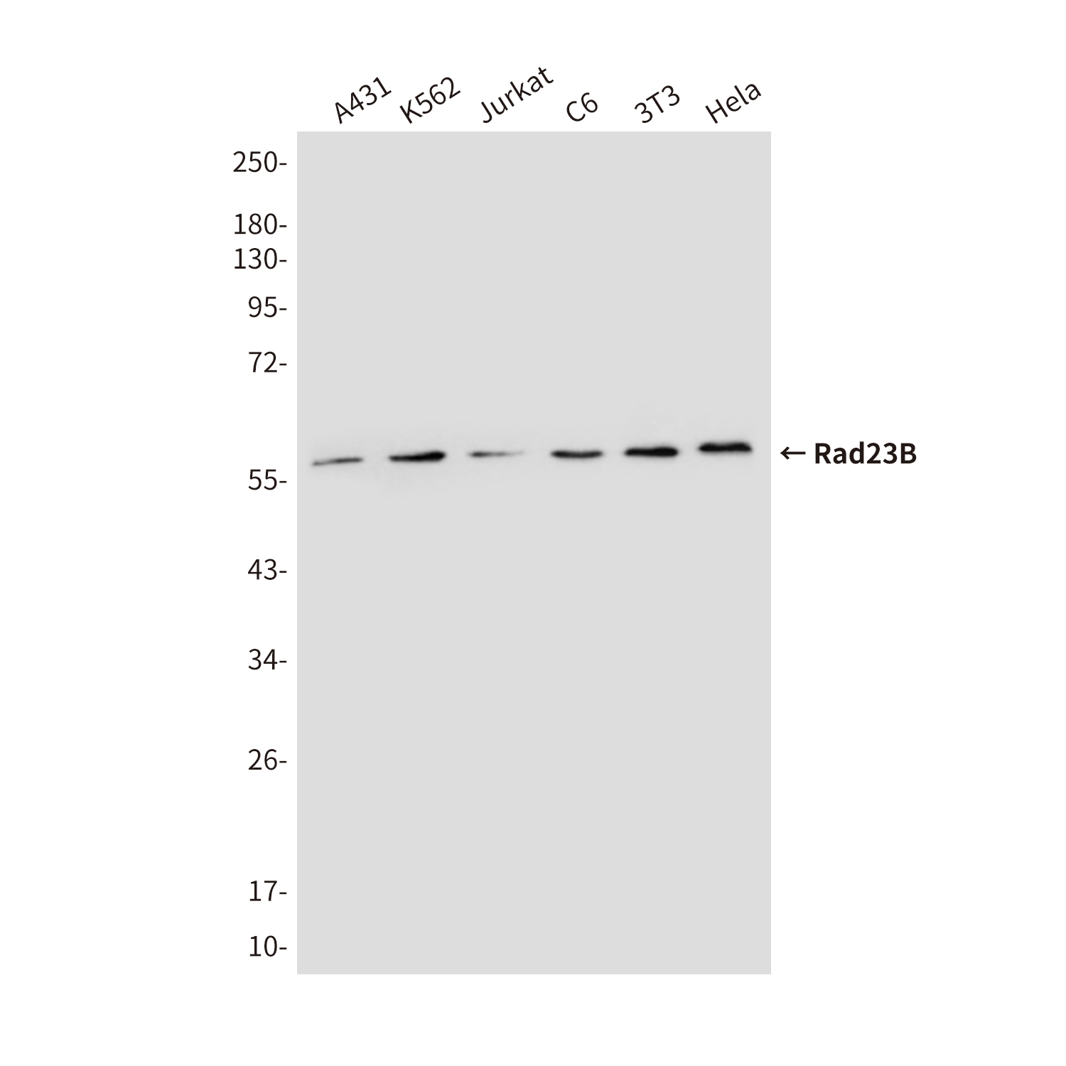 Mouse Monoclonal Antibody to Rad23B