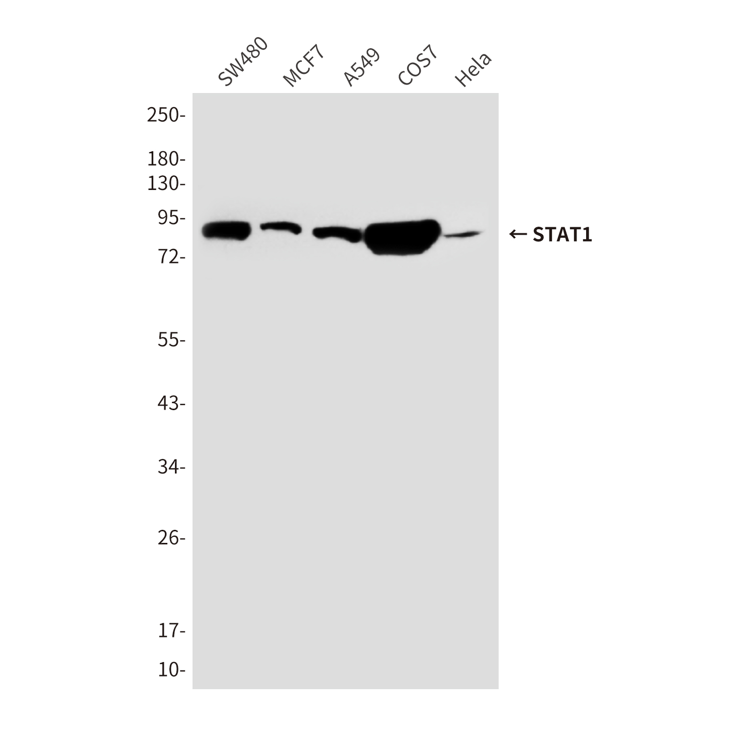 Mouse Monoclonal Antibody to STAT1