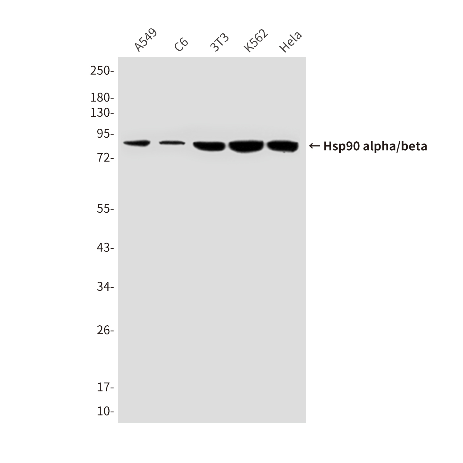 Mouse Monoclonal Antibody to Hsp90 alpha/beta