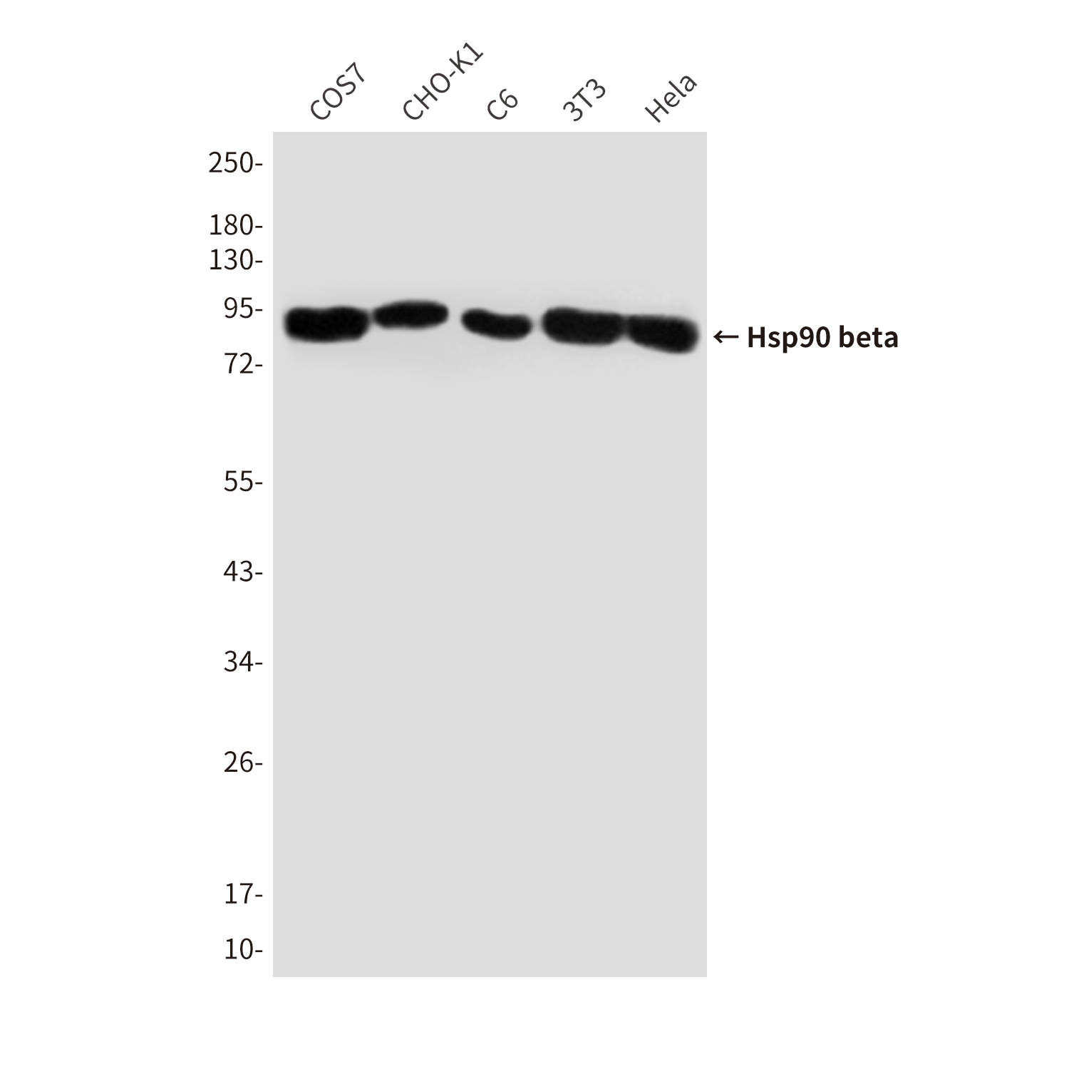 Mouse Monoclonal Antibody to Hsp90 beta