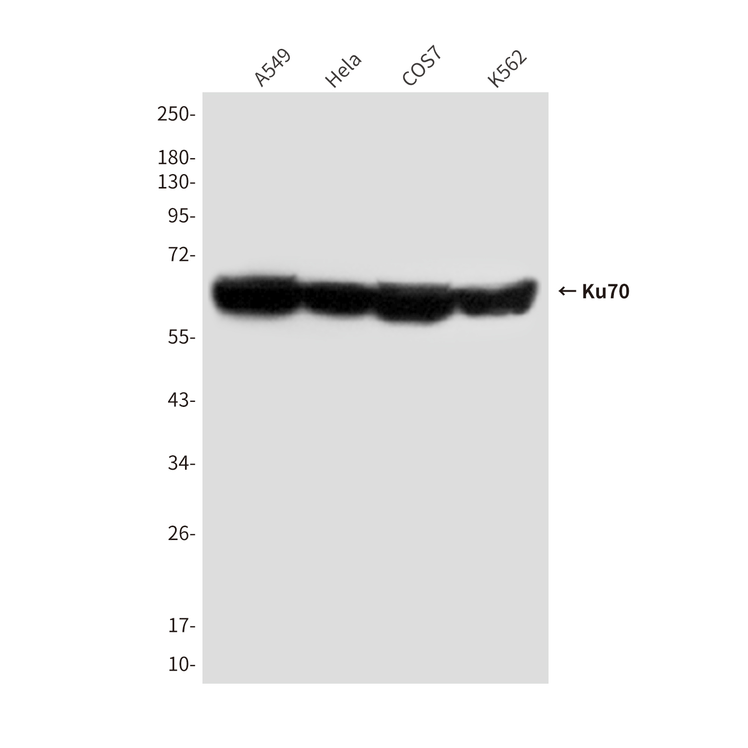 Mouse Monoclonal Antibody to Ku70