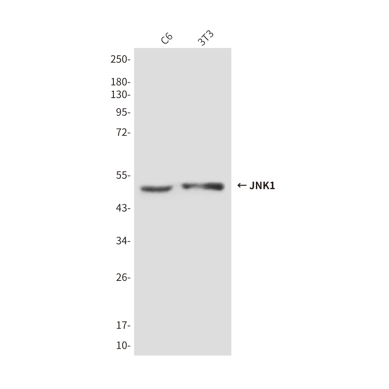Mouse Monoclonal Antibody to JNK1