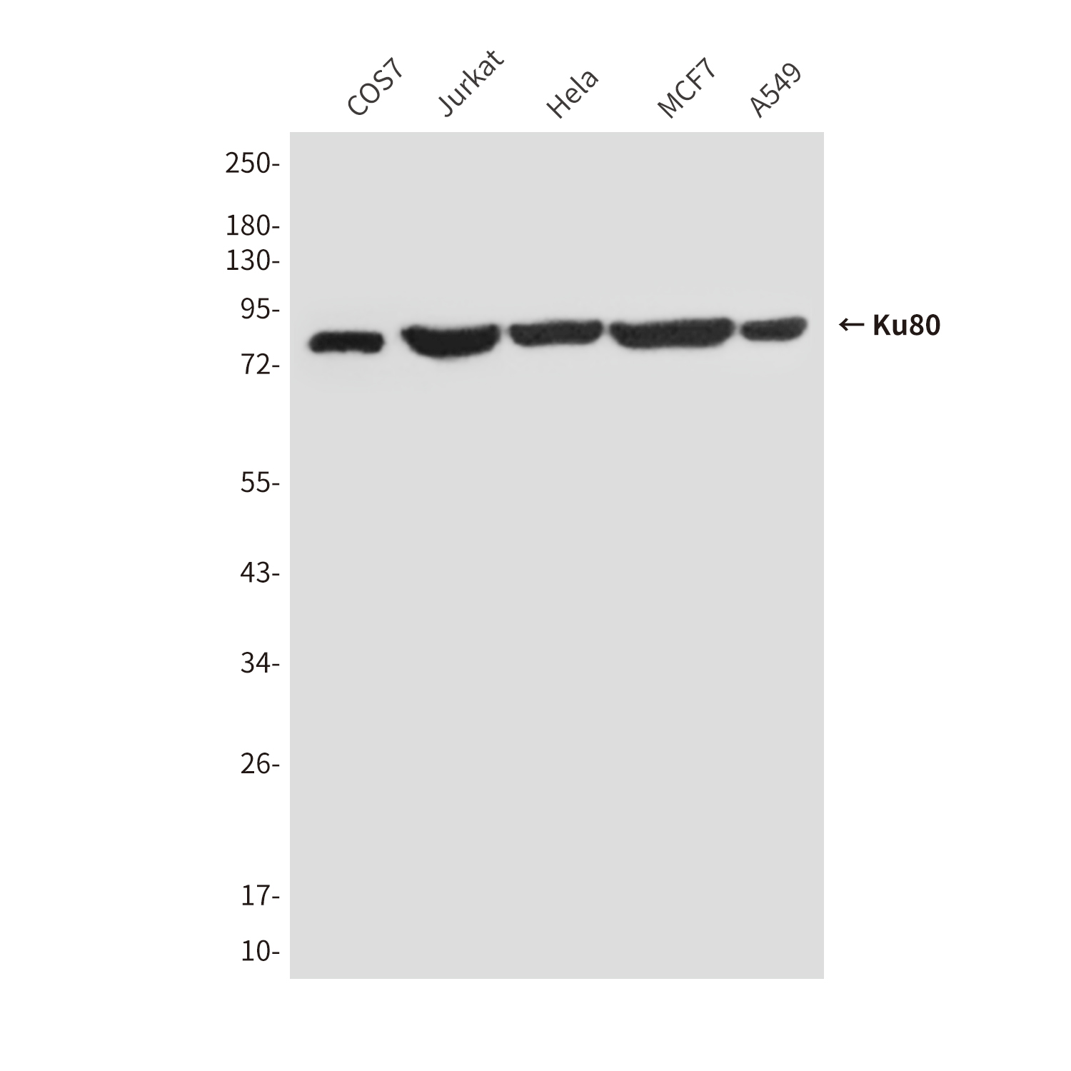 Mouse Monoclonal Antibody to Ku80