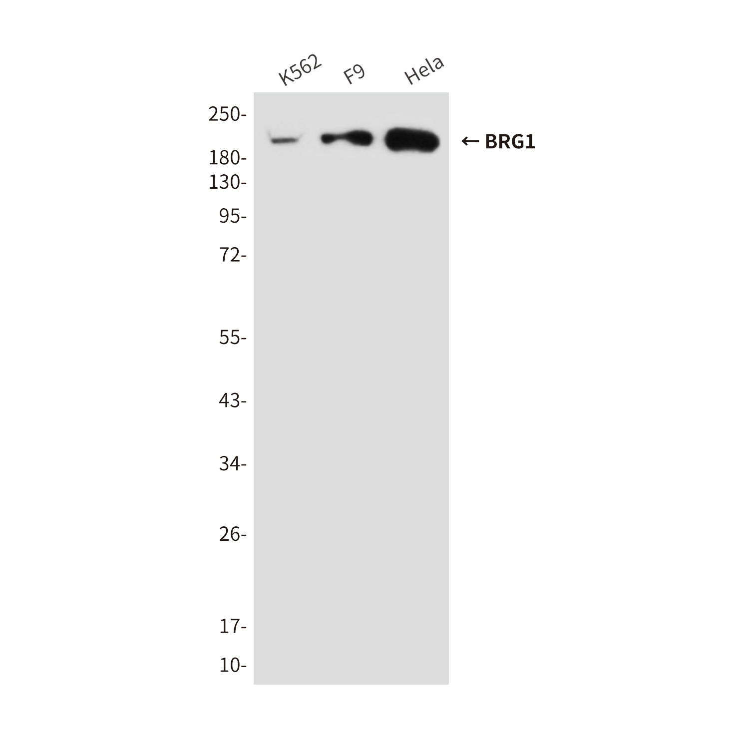 Mouse Monoclonal Antibody to BRG1