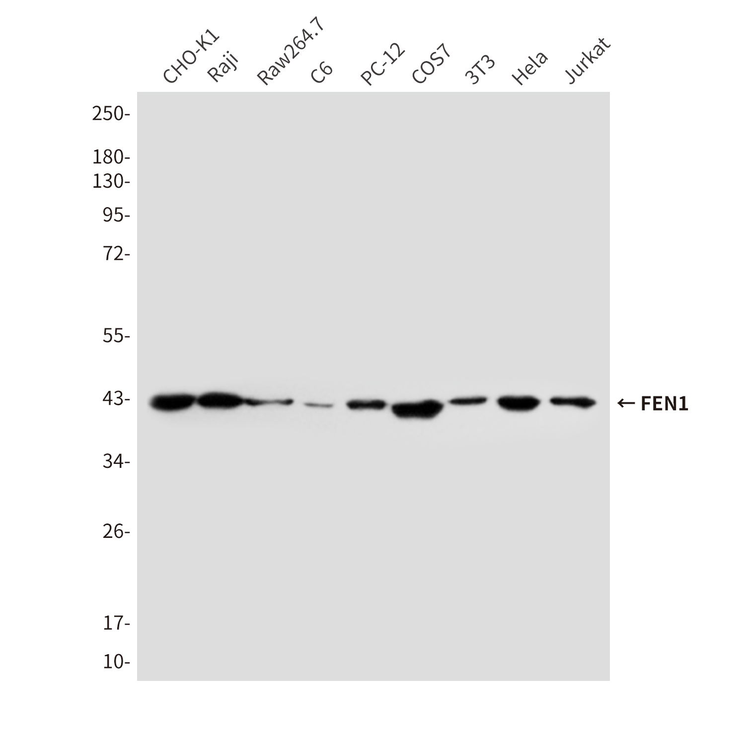 Mouse Monoclonal Antibody to FEN1