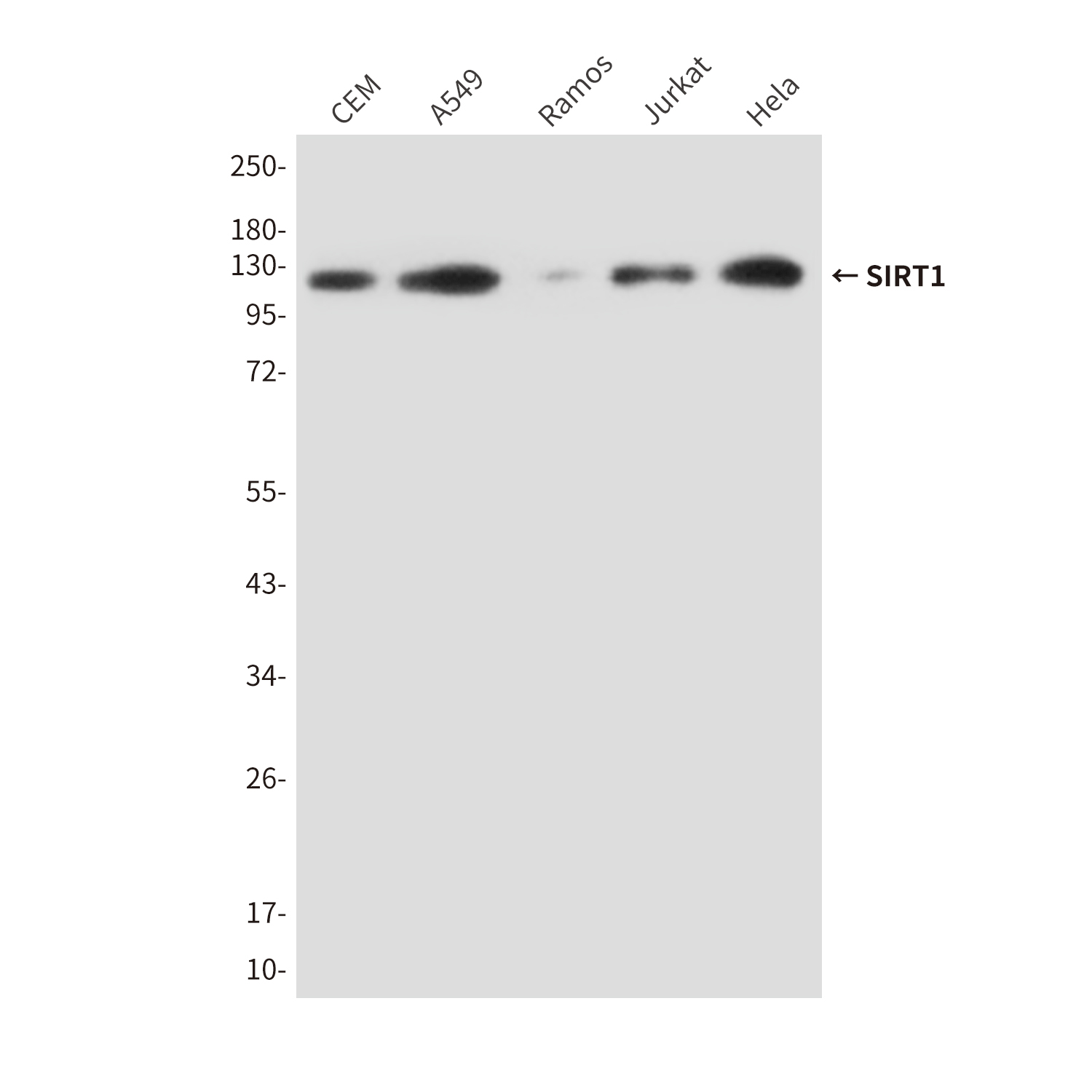 Mouse Monoclonal Antibody to SIRT1