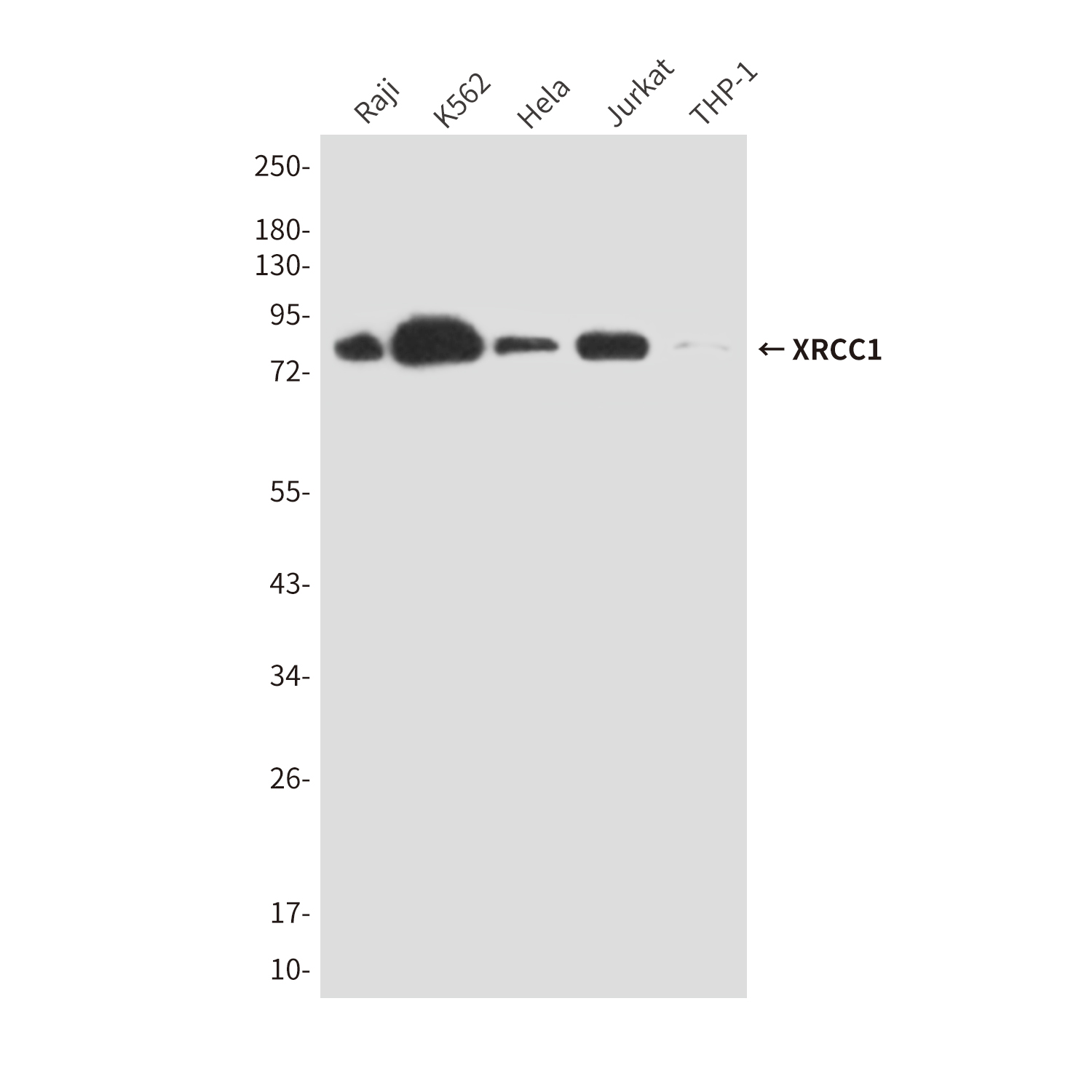 Mouse Monoclonal Antibody to XRCC1