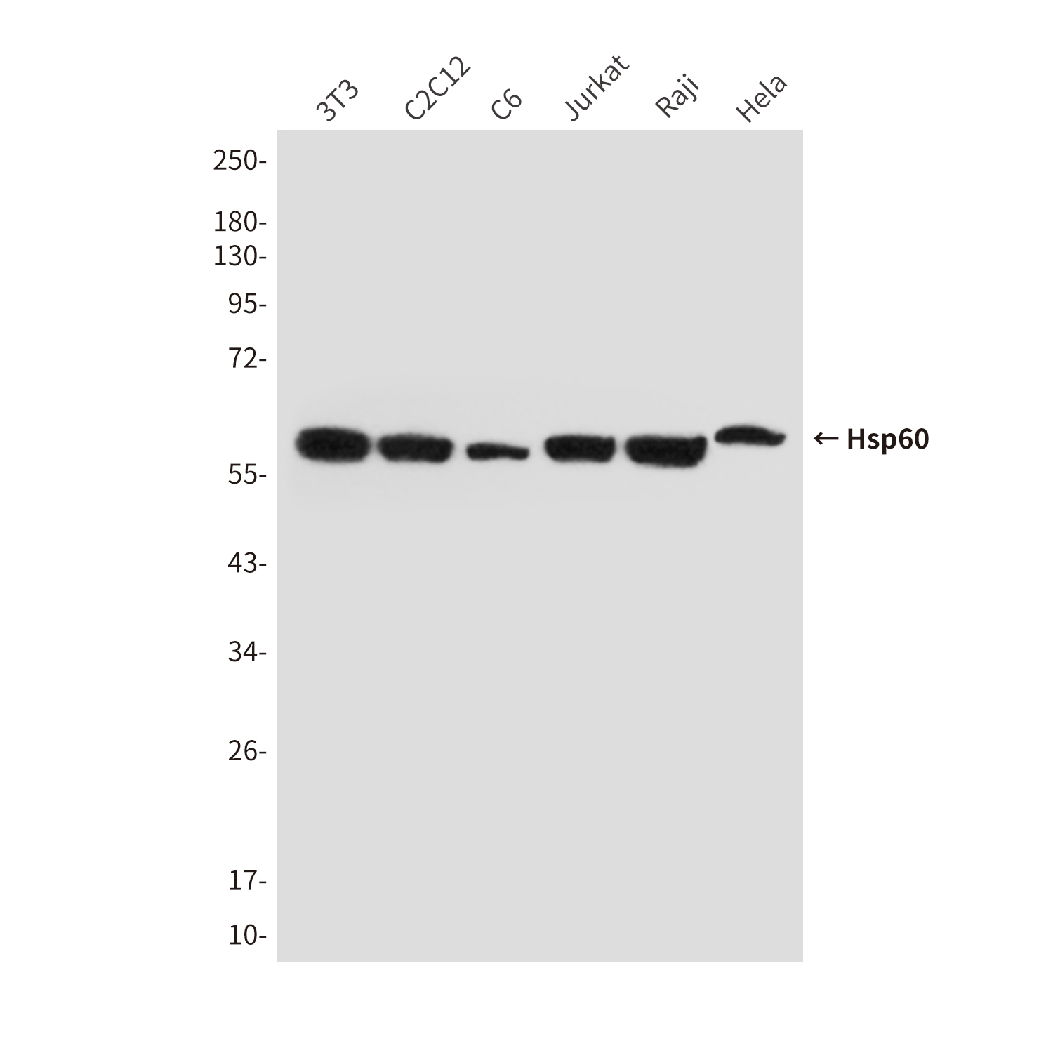 Mouse Monoclonal Antibody to Hsp60