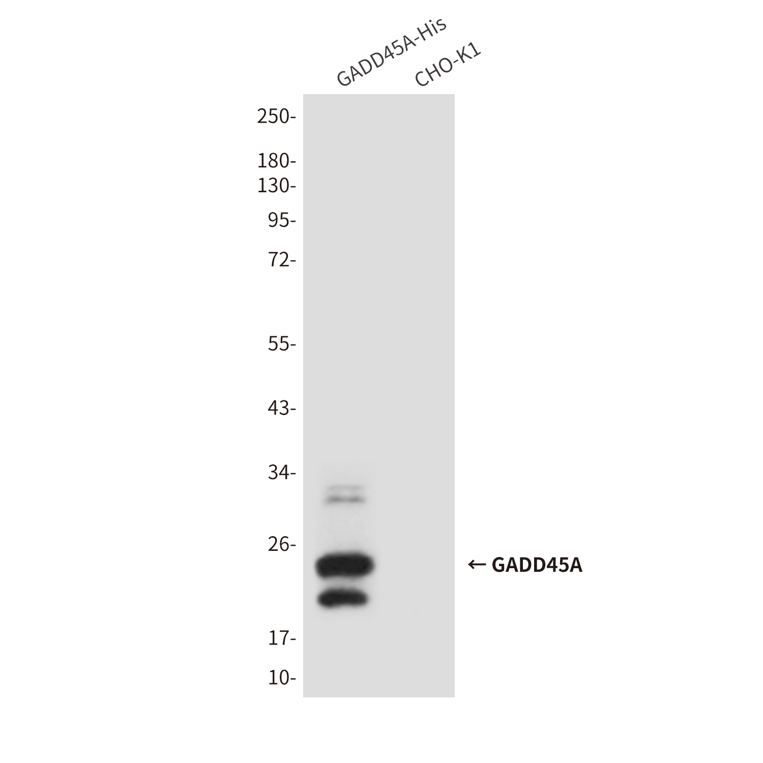 Mouse Monoclonal Antibody to GADD45A