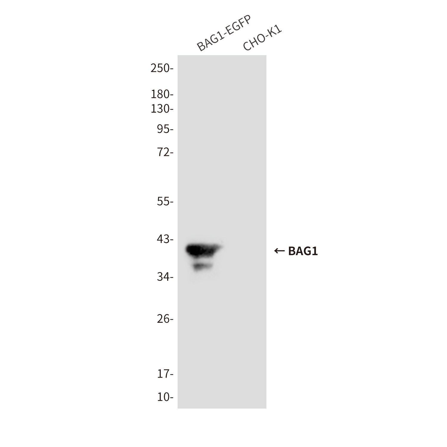 Mouse Monoclonal Antibody to BAG1