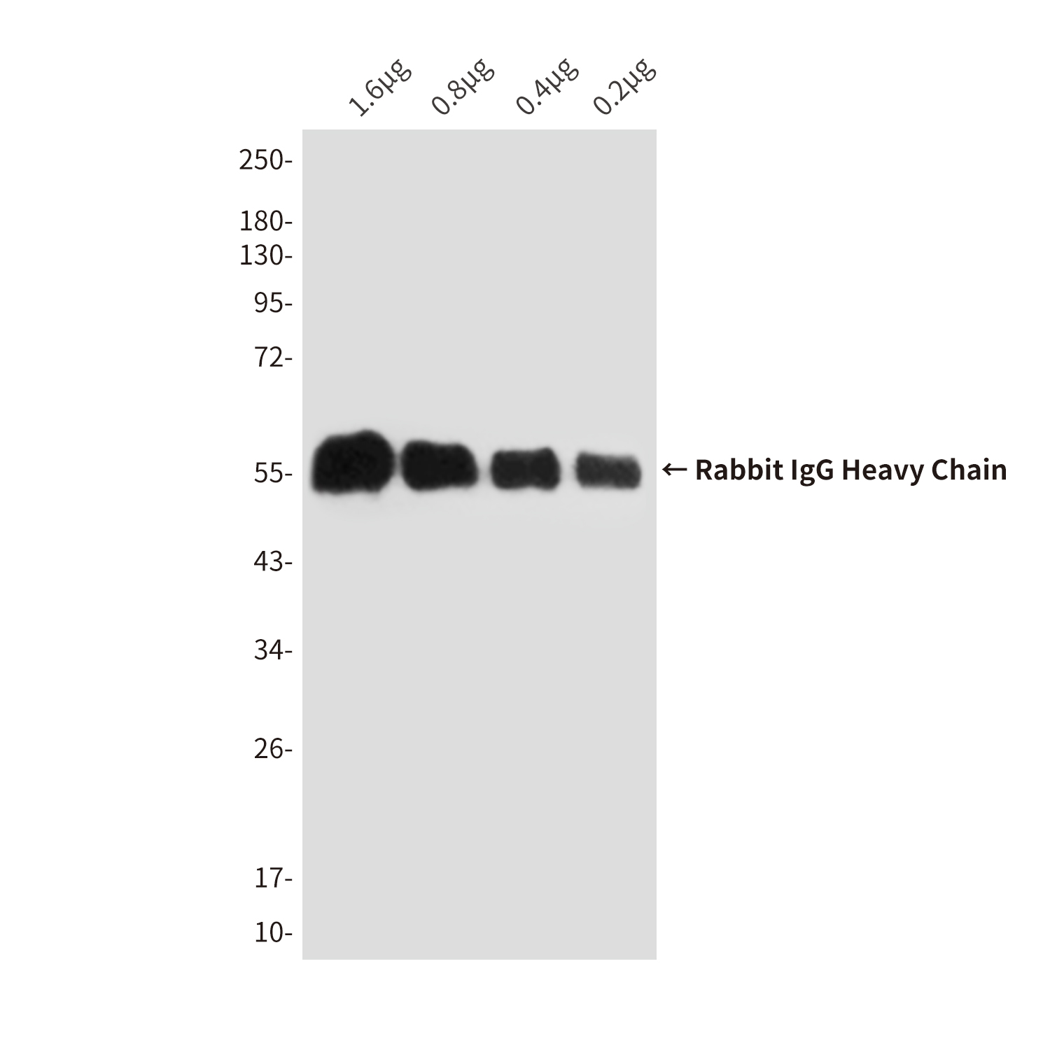 Mouse Monoclonal Antibody to Rabbit IgG