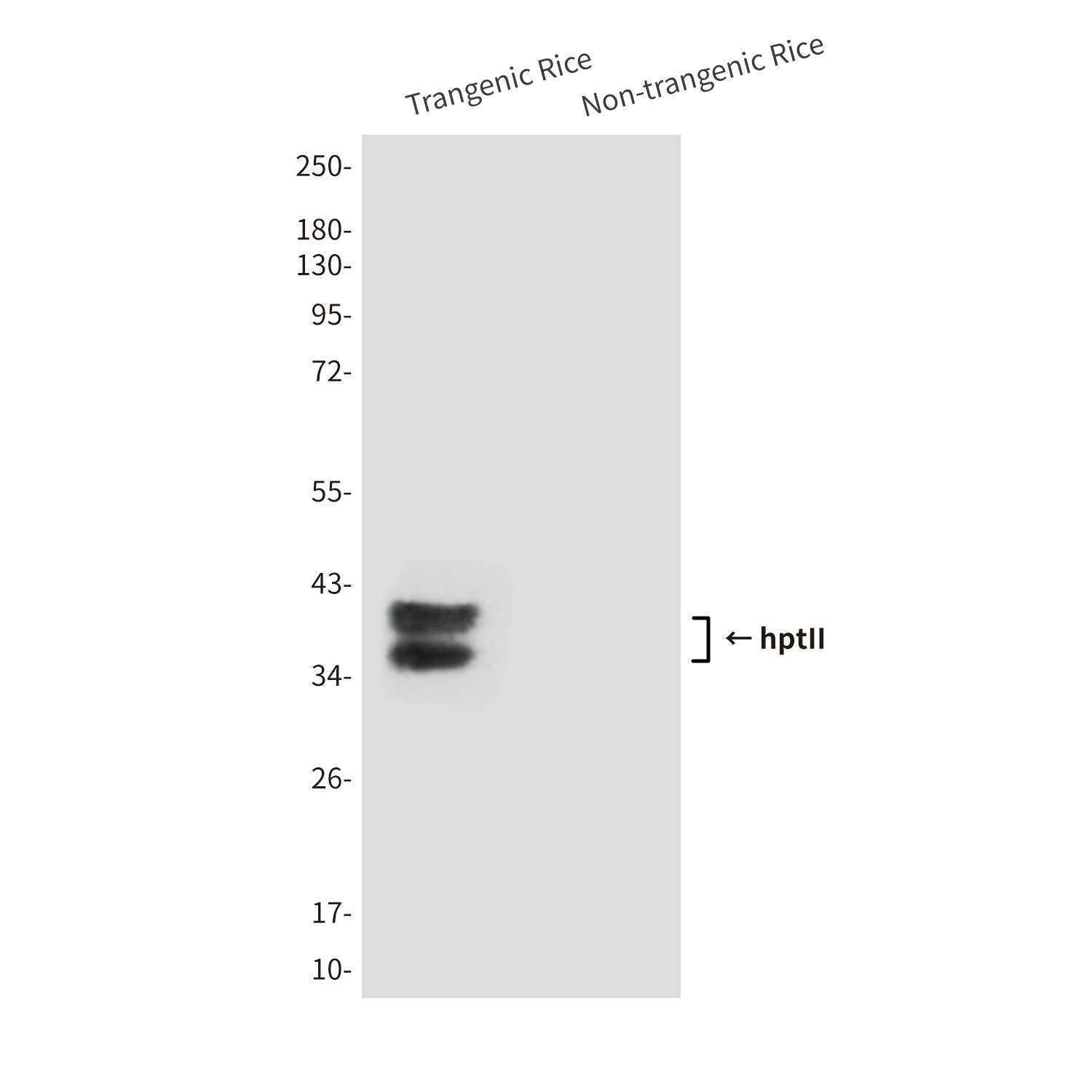 Mouse Monoclonal Antibody to hptII