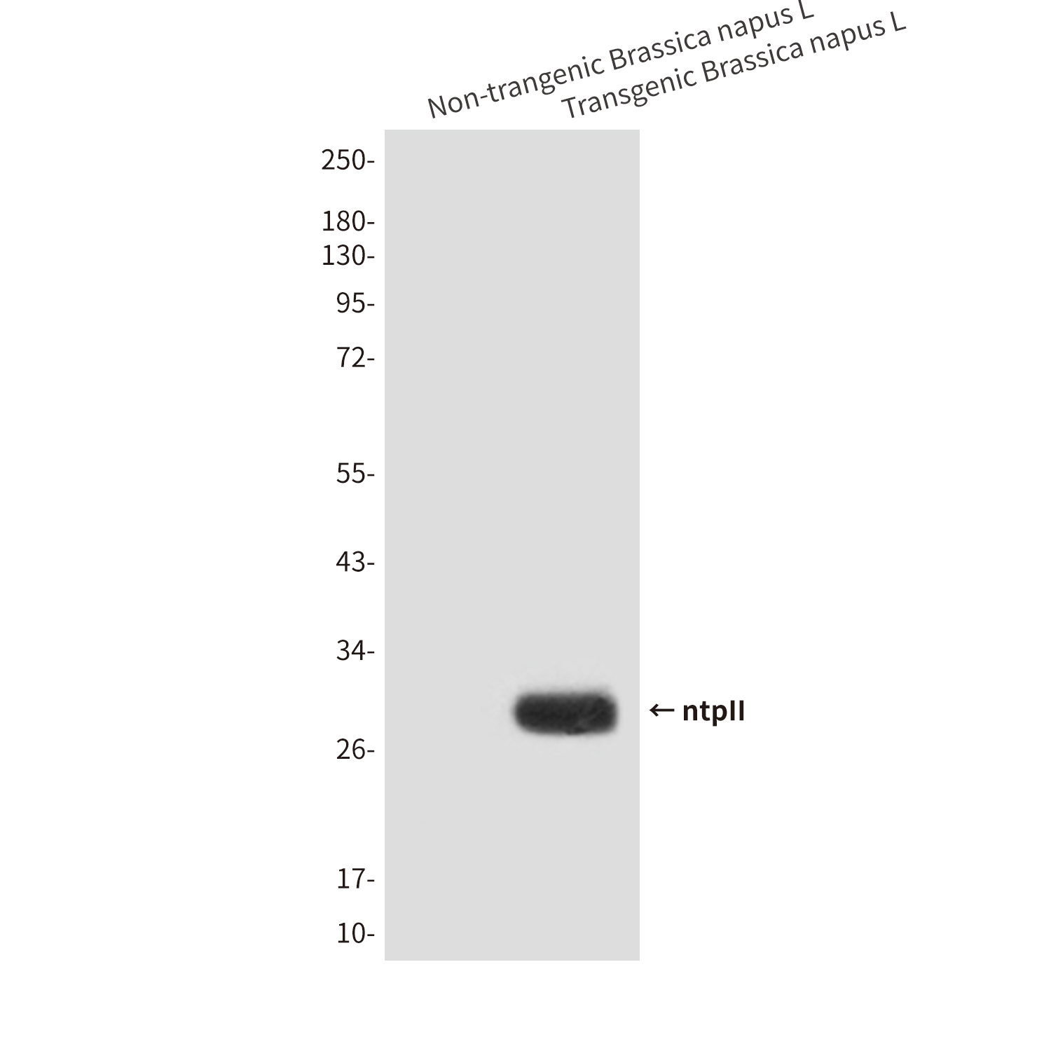 Mouse Monoclonal Antibody to ntpII