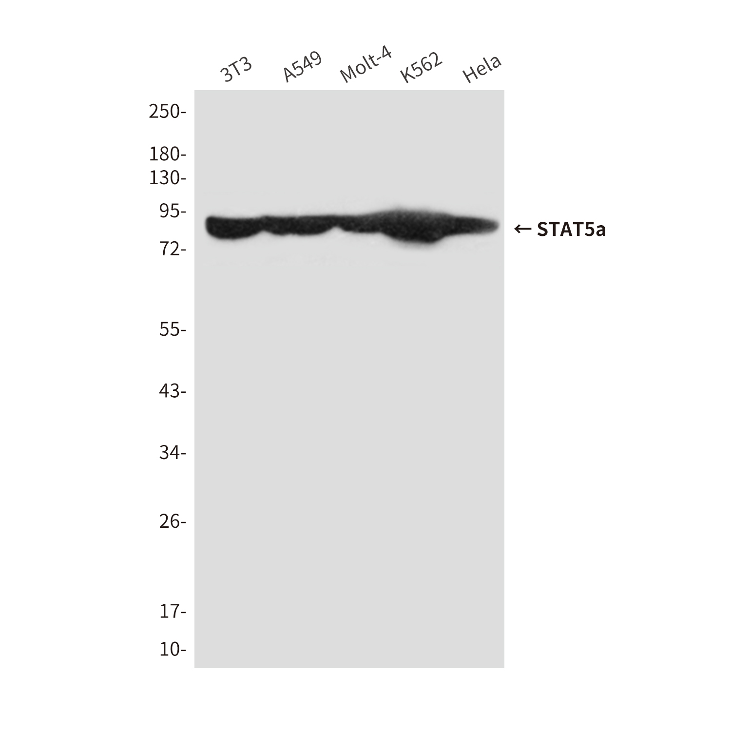 Mouse Monoclonal Antibody to STAT5a