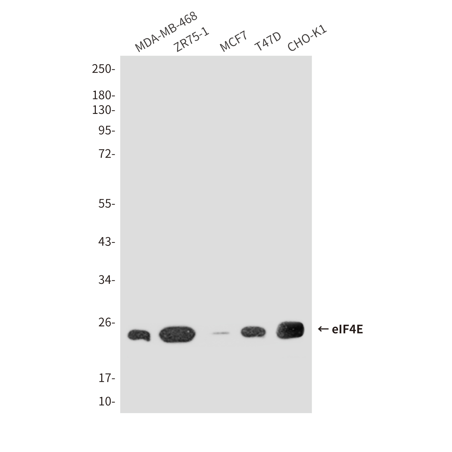 Mouse Monoclonal Antibody to eIF4E