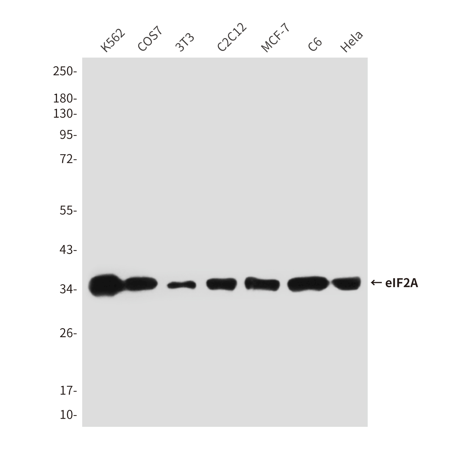 Mouse Monoclonal Antibody to eIF2A
