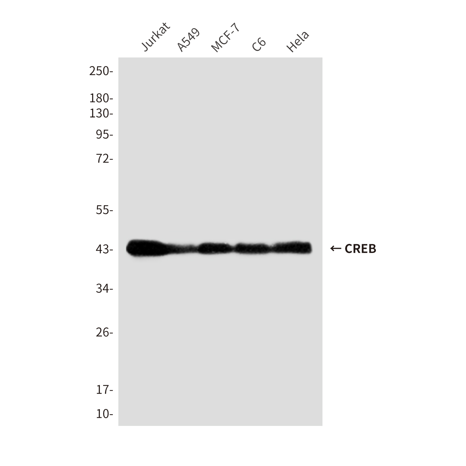 Mouse Monoclonal Antibody to CREB