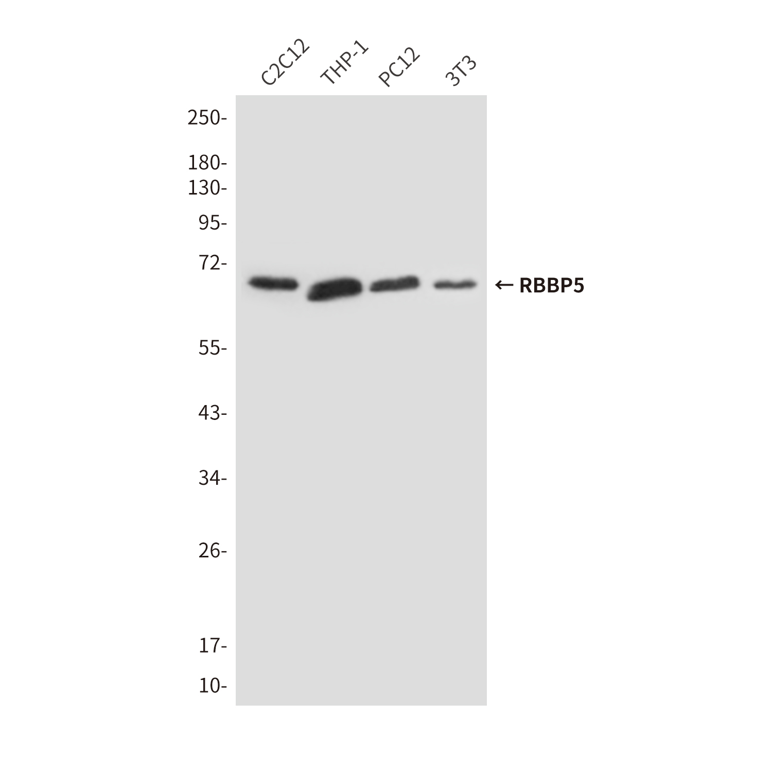 Mouse Monoclonal Antibody to RBBP5