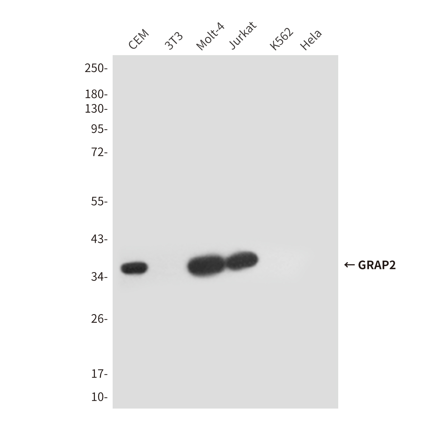 Mouse Monoclonal Antibody to GRAP2