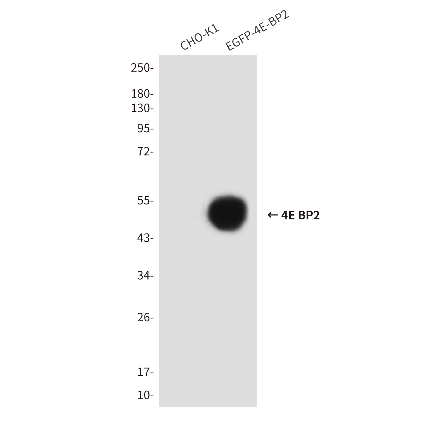 Mouse Monoclonal Antibody to 4E BP2