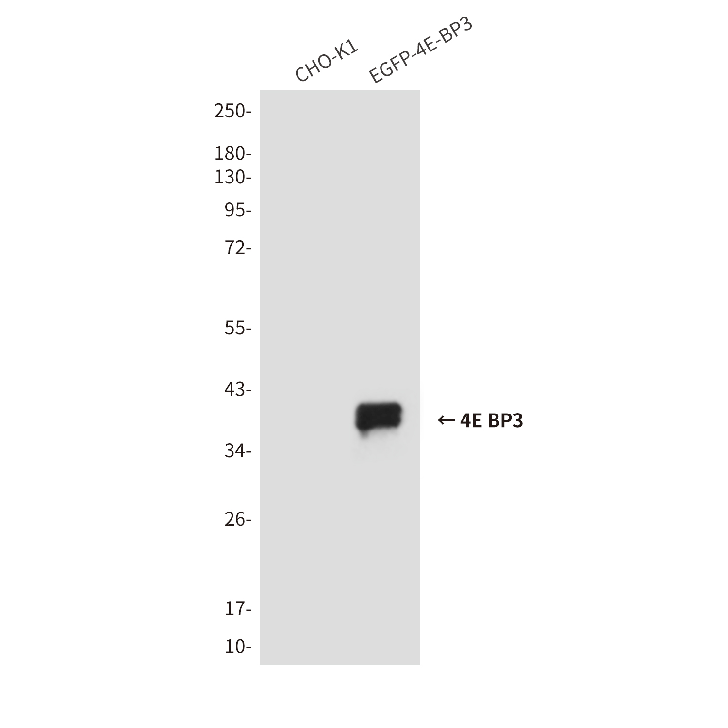 Mouse Monoclonal Antibody to 4E BP3