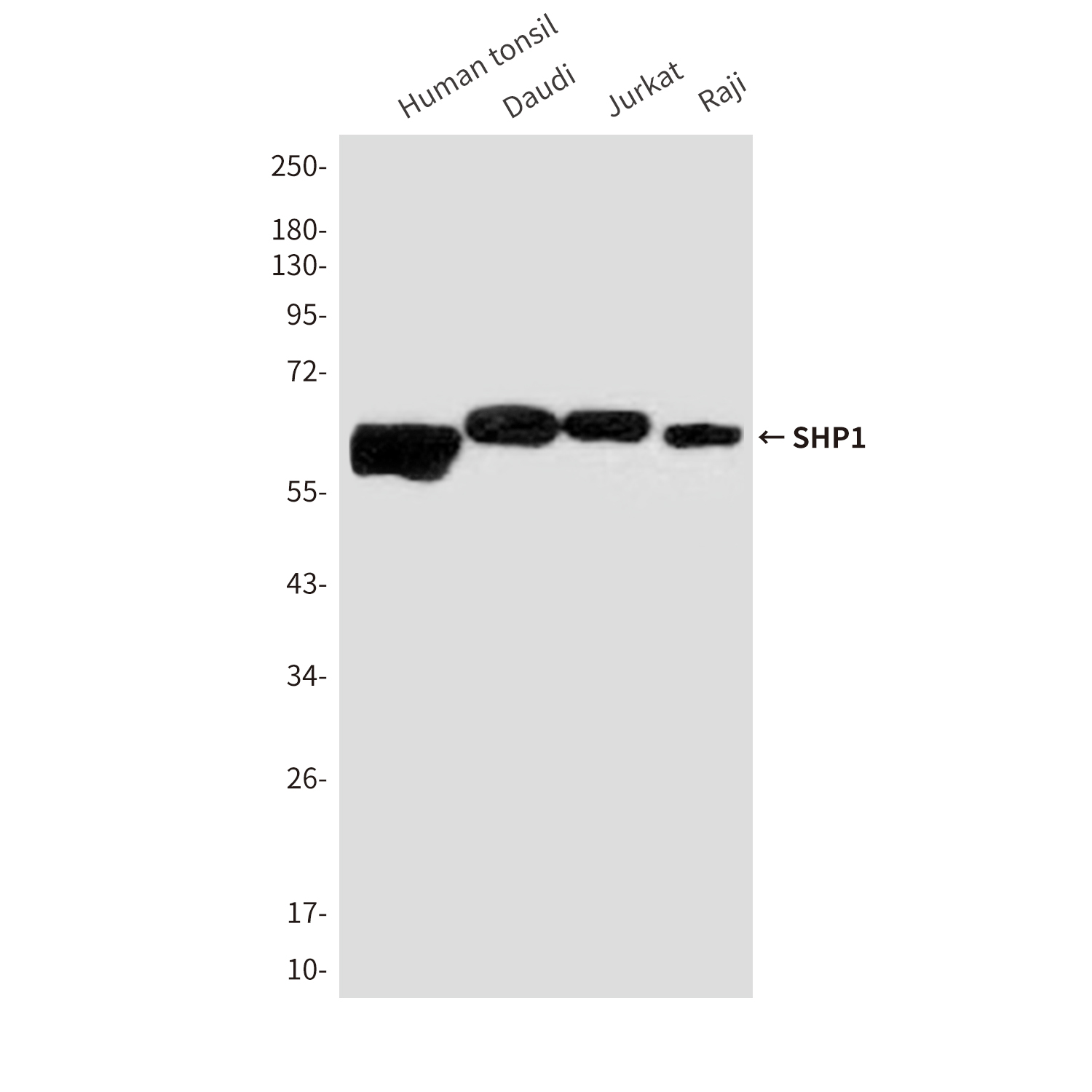 Mouse Monoclonal Antibody to SHP1