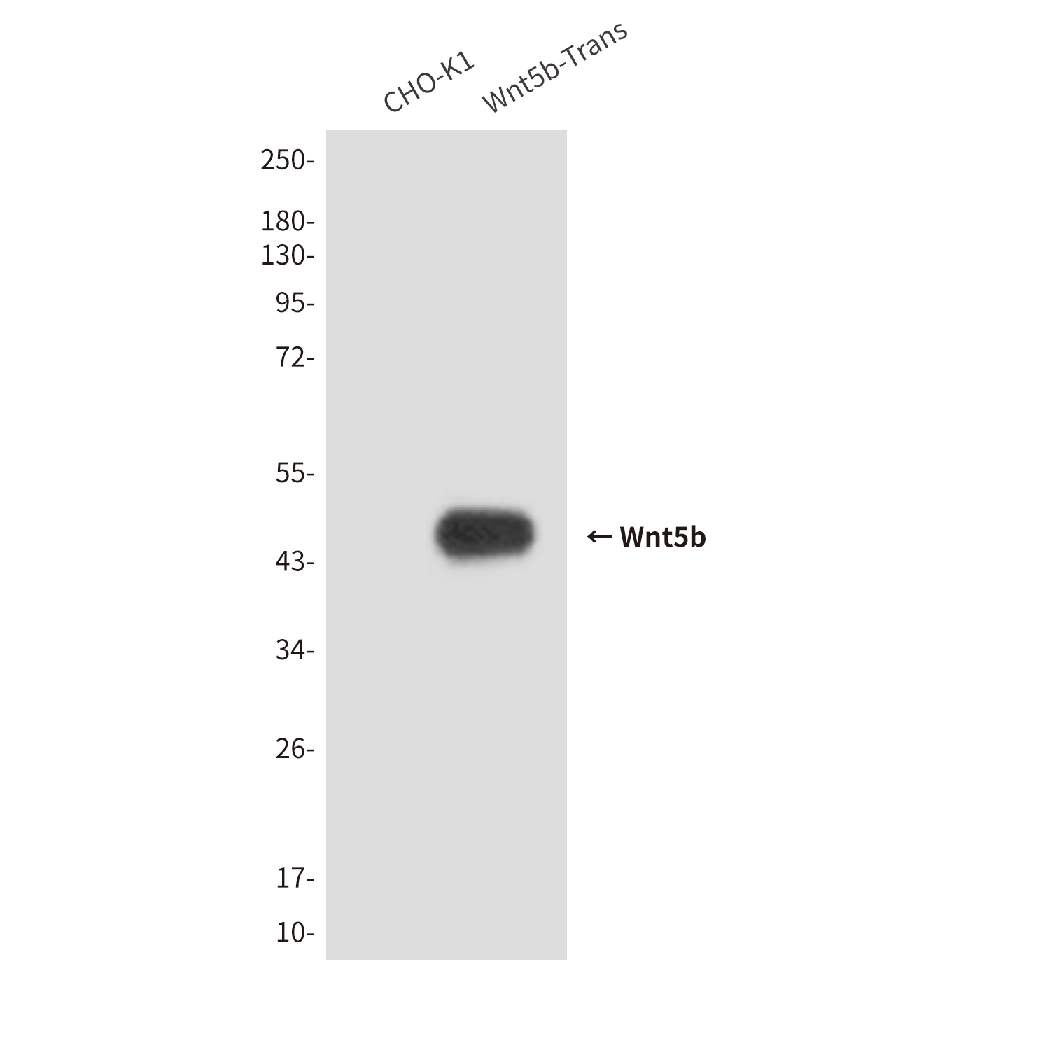 Mouse Monoclonal Antibody to Wnt5b