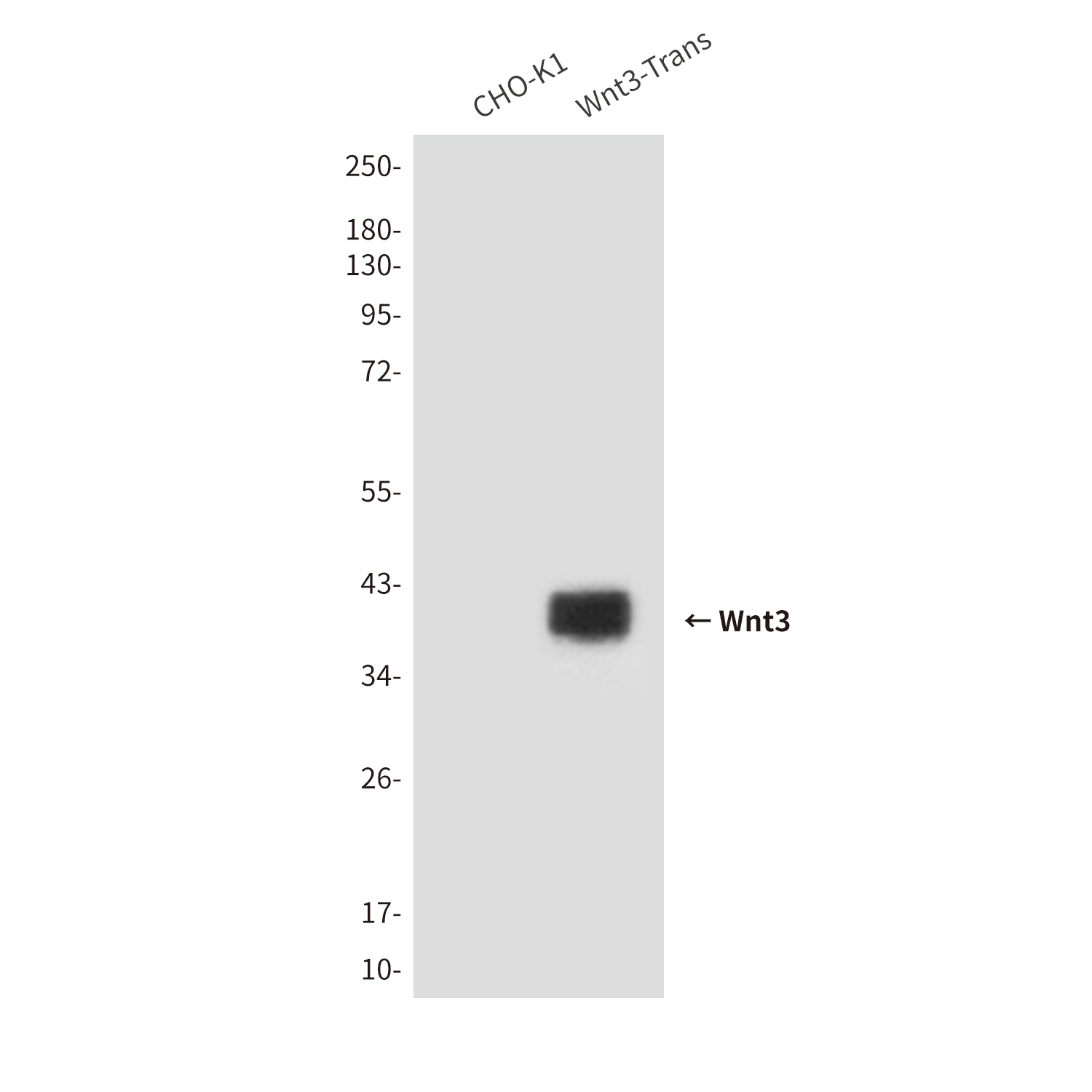 Mouse Monoclonal Antibody to Wnt3