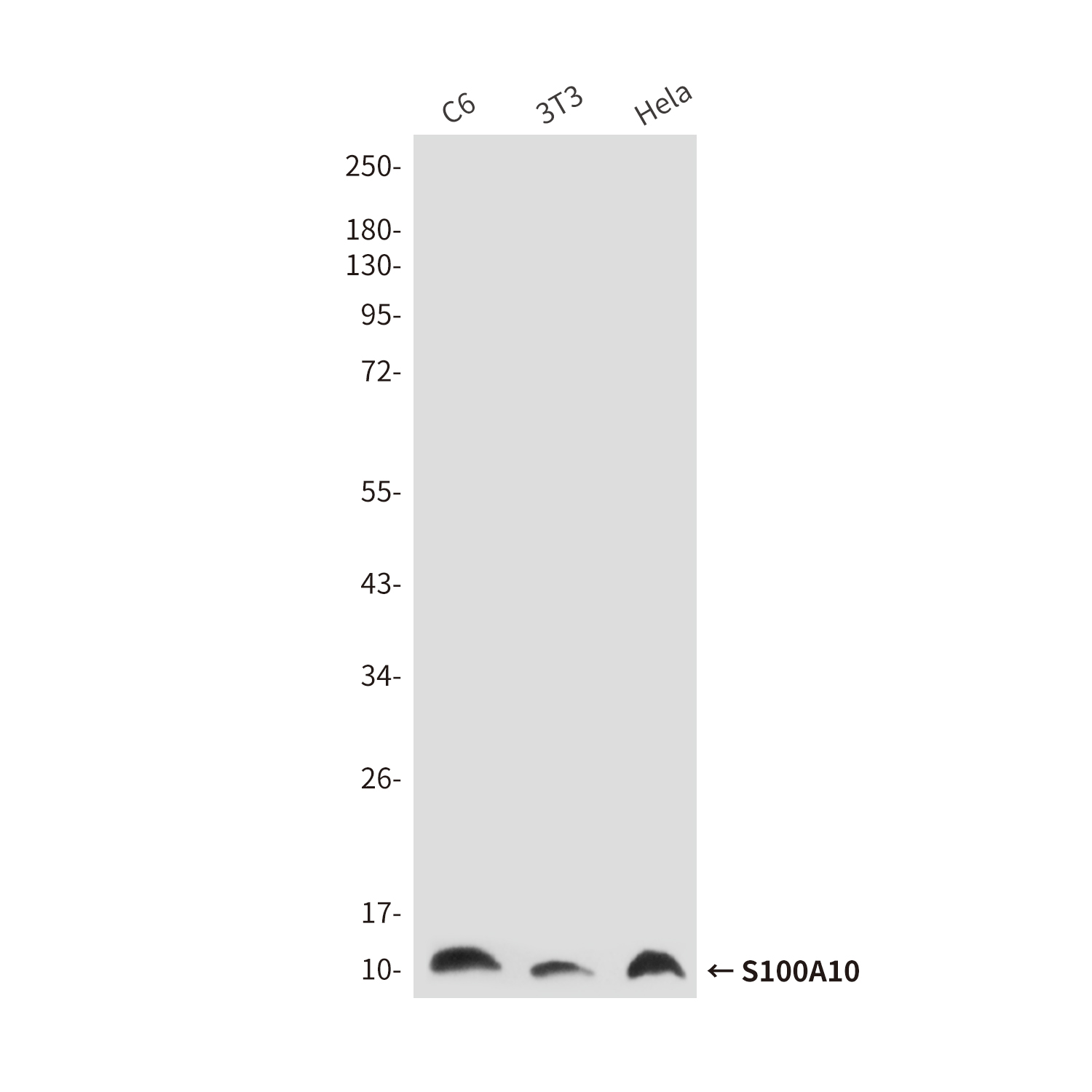 Mouse Monoclonal Antibody to S100A10