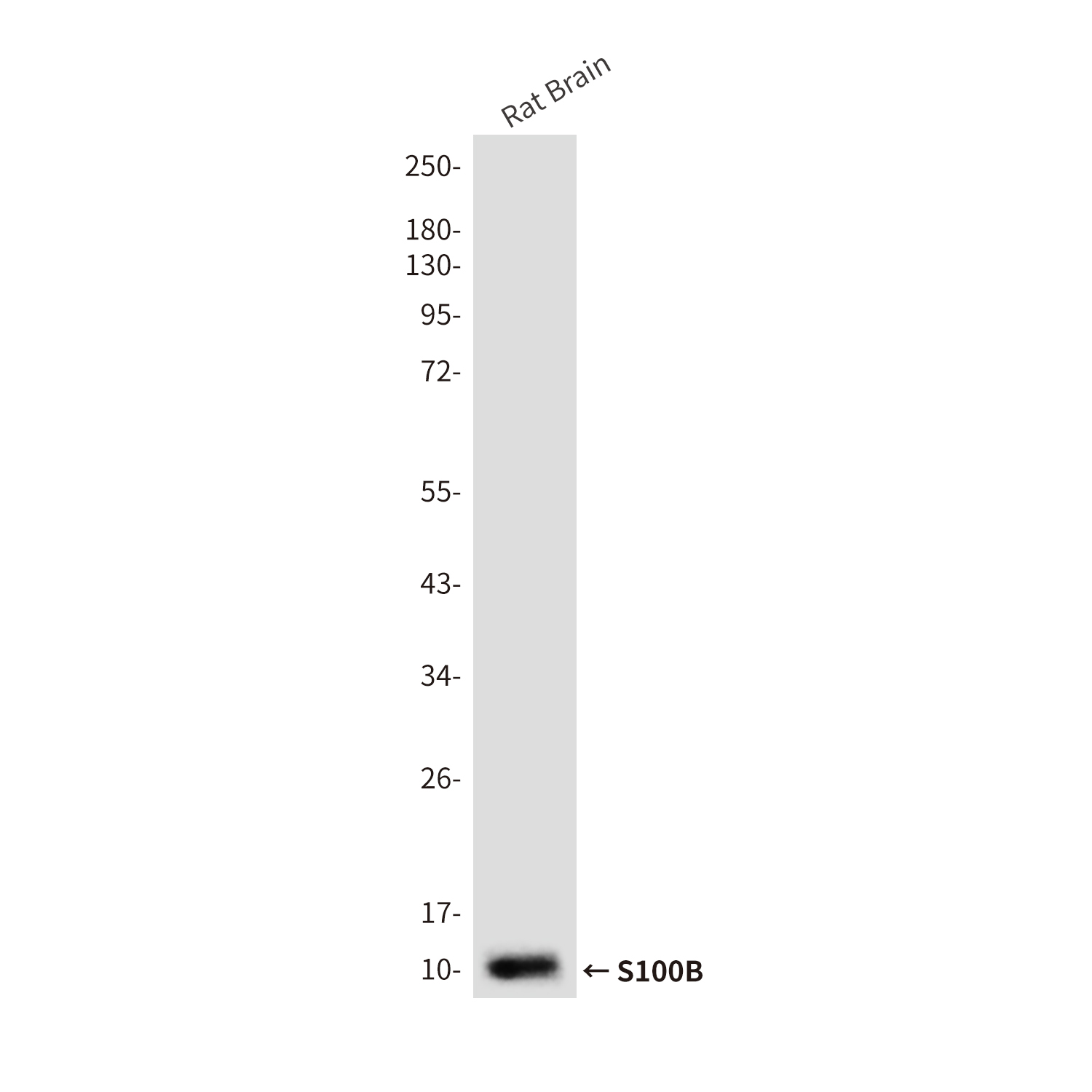 Mouse Monoclonal Antibody to S100B