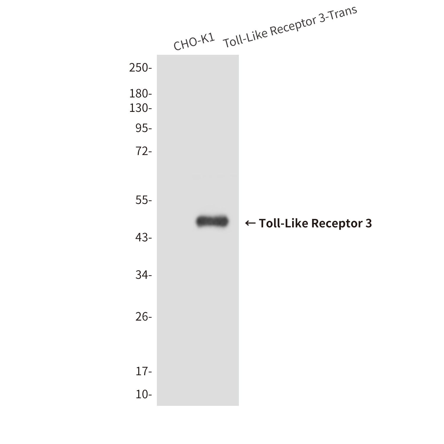 Mouse Monoclonal Antibody to Toll-Like Receptor 3