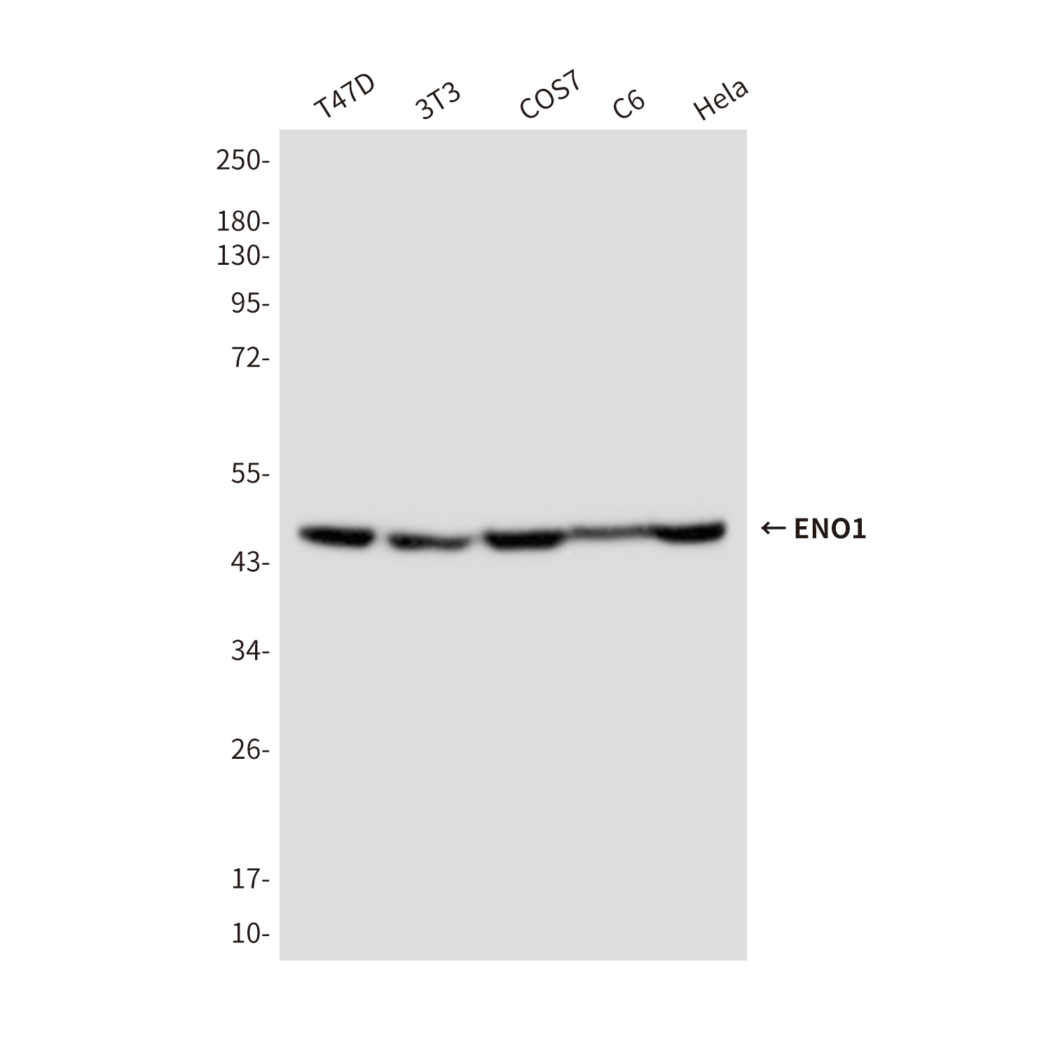 Mouse Monoclonal Antibody to ENO1