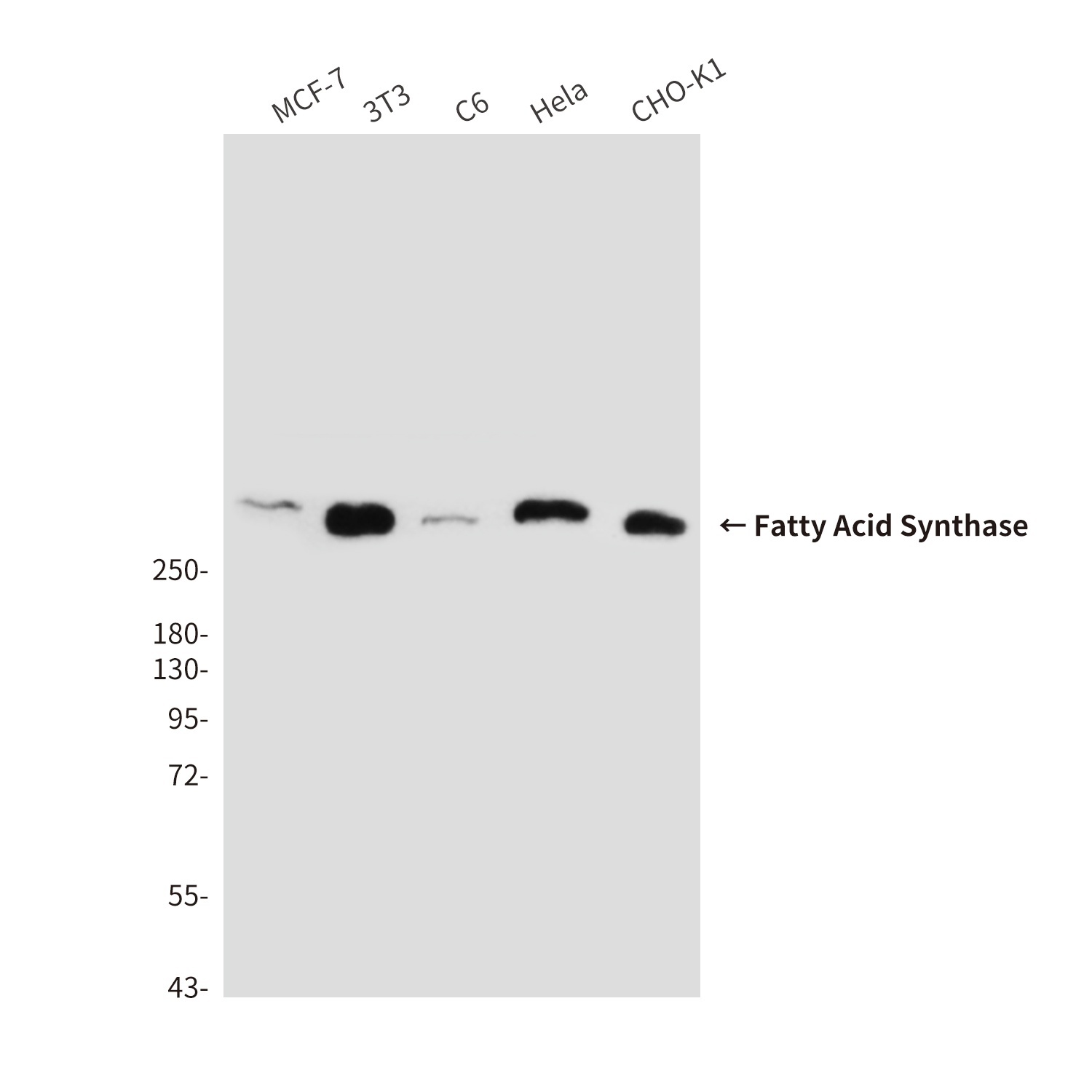 Mouse Monoclonal Antibody to Fatty Acid Synthase