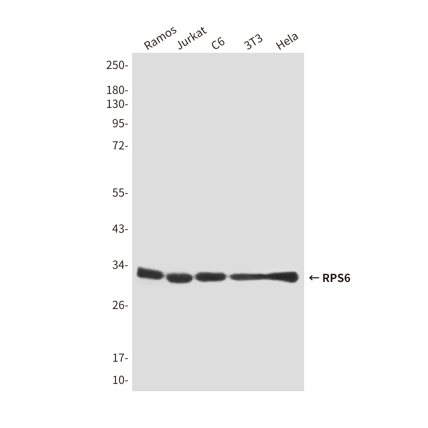 Mouse Monoclonal Antibody to RPS6