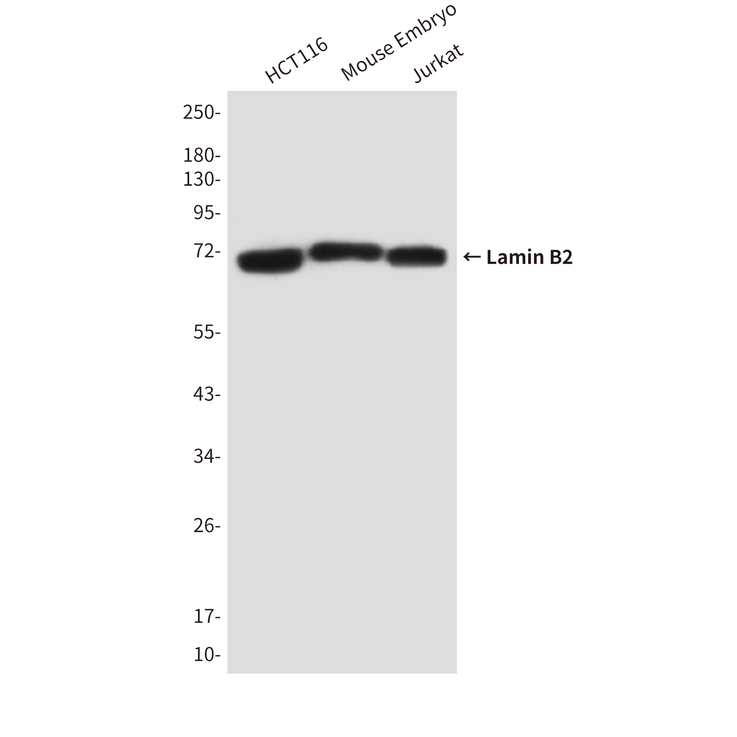 Mouse Monoclonal Antibody to Lamin B2