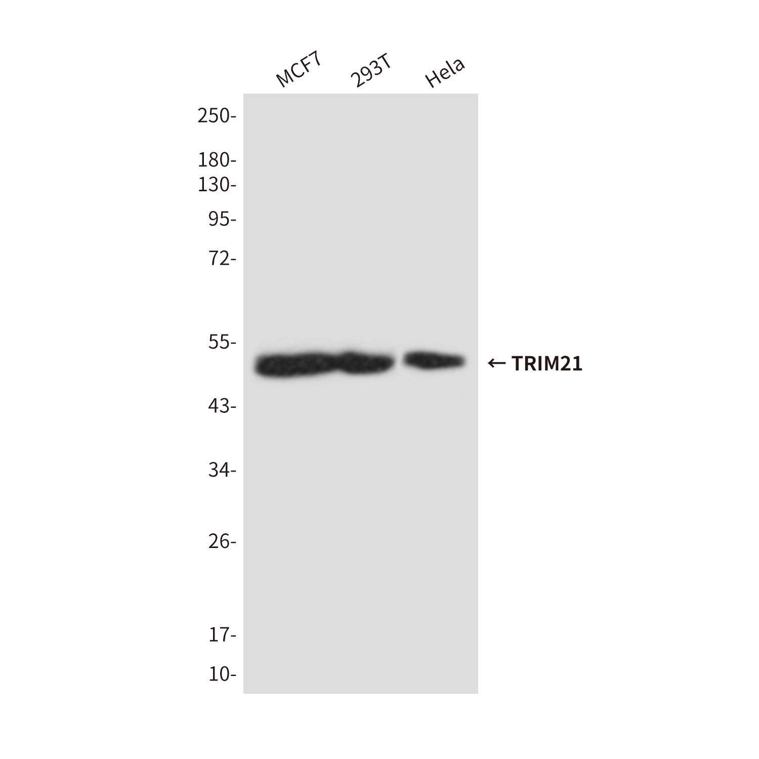 Mouse Monoclonal Antibody to TRIM21