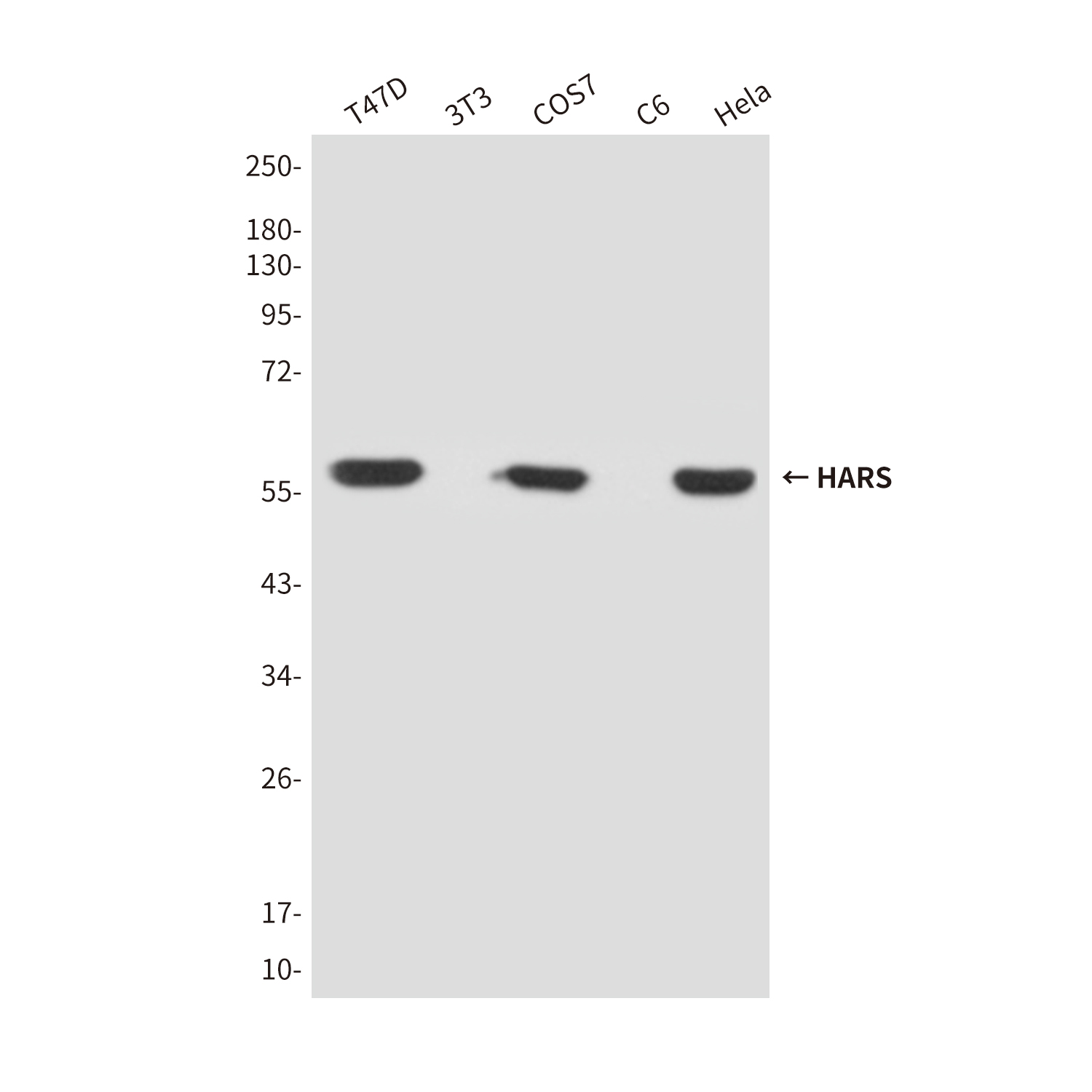 Mouse Monoclonal Antibody to HARS
