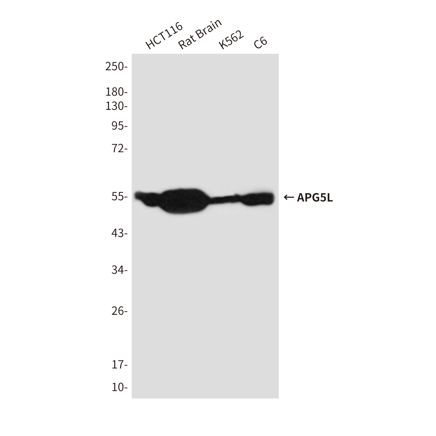 Mouse Monoclonal Antibody to APG5L