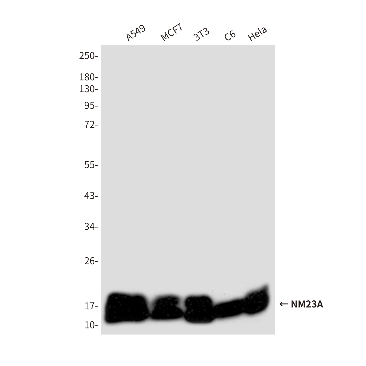 Mouse Monoclonal Antibody to NM23A