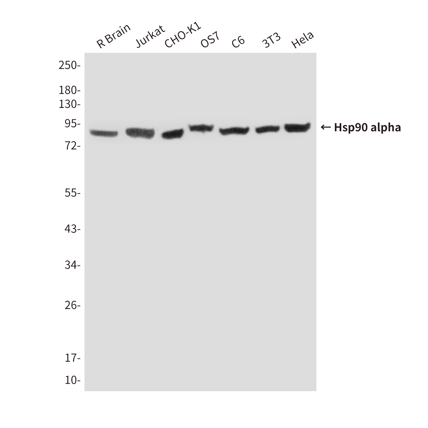 Mouse Monoclonal Antibody to Hsp90 alpha