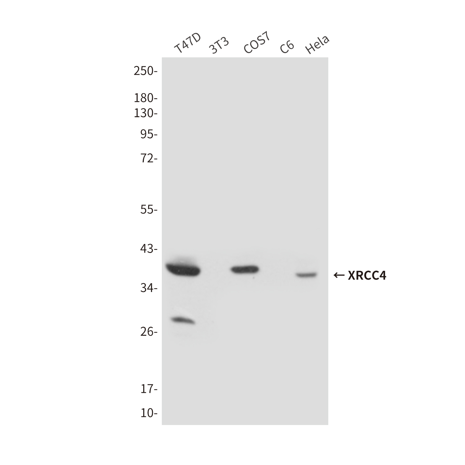 Mouse Monoclonal Antibody to XRCC4