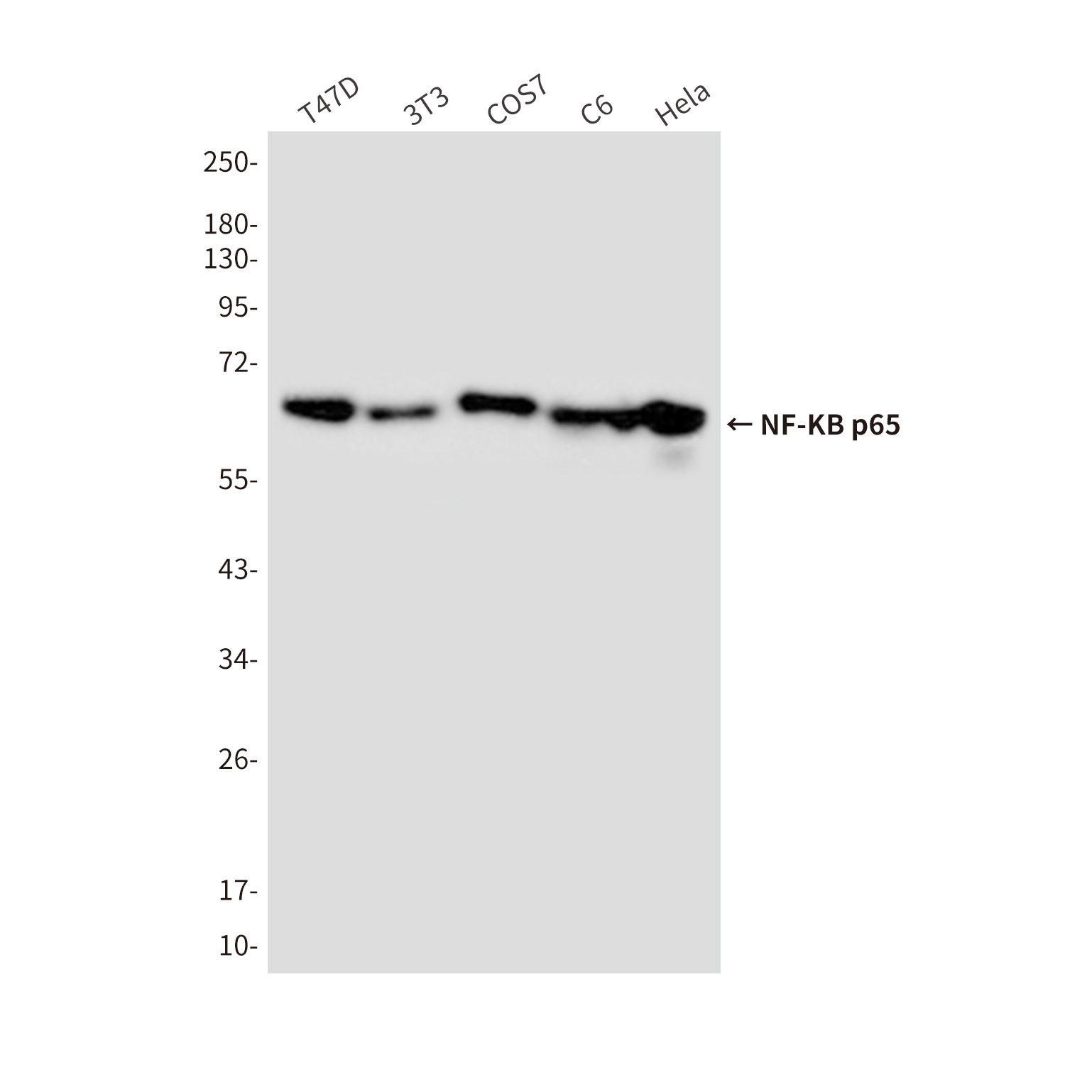 Mouse Monoclonal Antibody to NF-KB p65