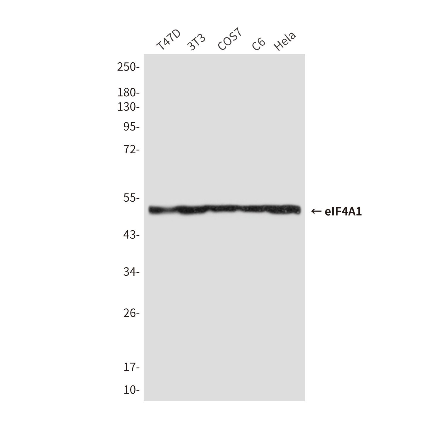 Mouse Monoclonal Antibody to eIF4A1