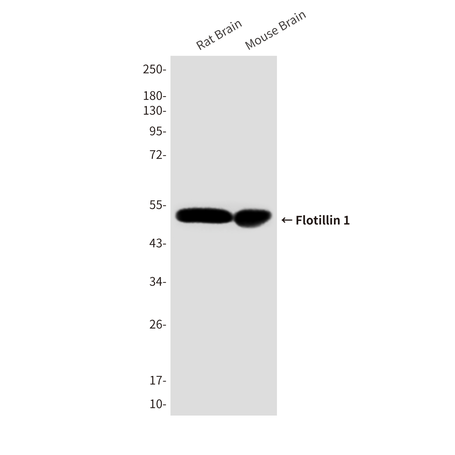 Mouse Monoclonal Antibody to Flotillin 1