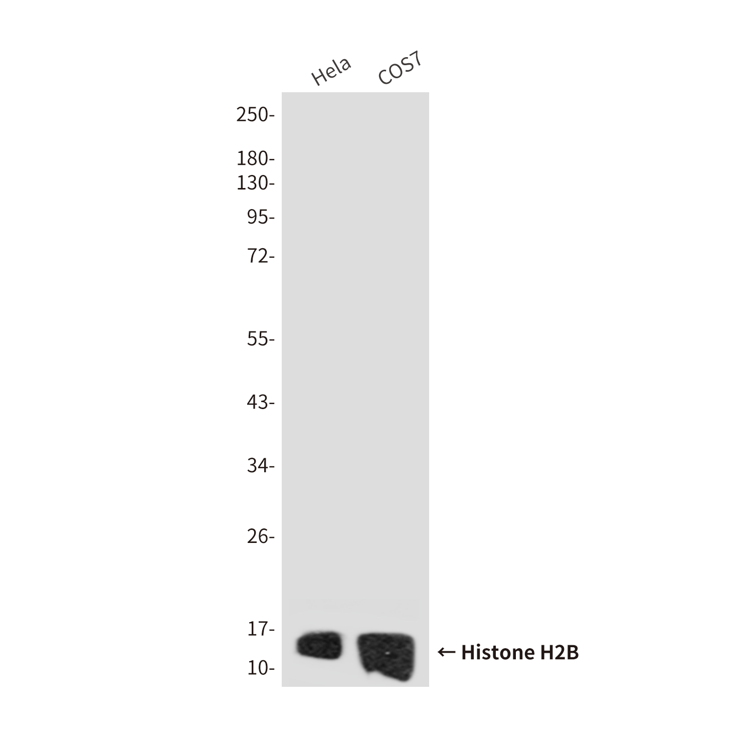 Mouse Monoclonal Antibody to Histone H2B